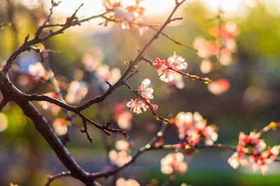 blooming tree