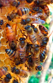 bees together