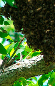swarm